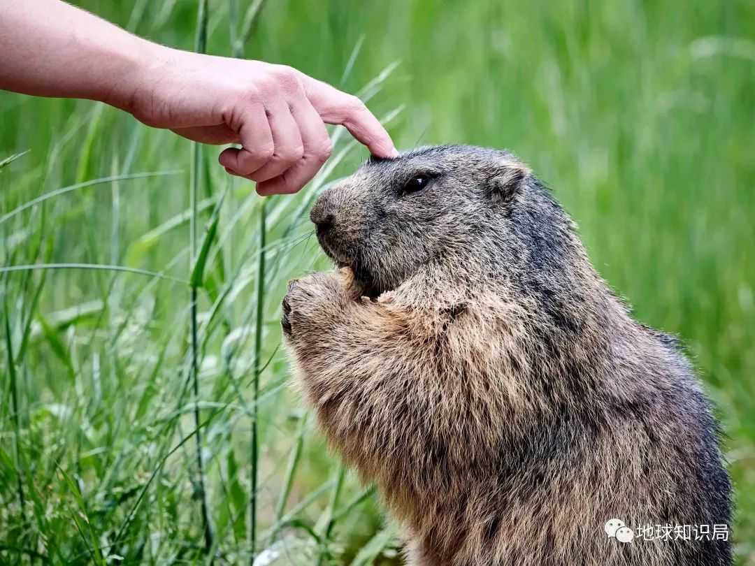 0107376a7744d4b0927caba9f96174a20ee0d8df (圖:shutterstock & i.cbc.ca)