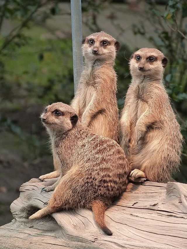 04e0a21d77b147198ebc51027085e69e1dc4a786