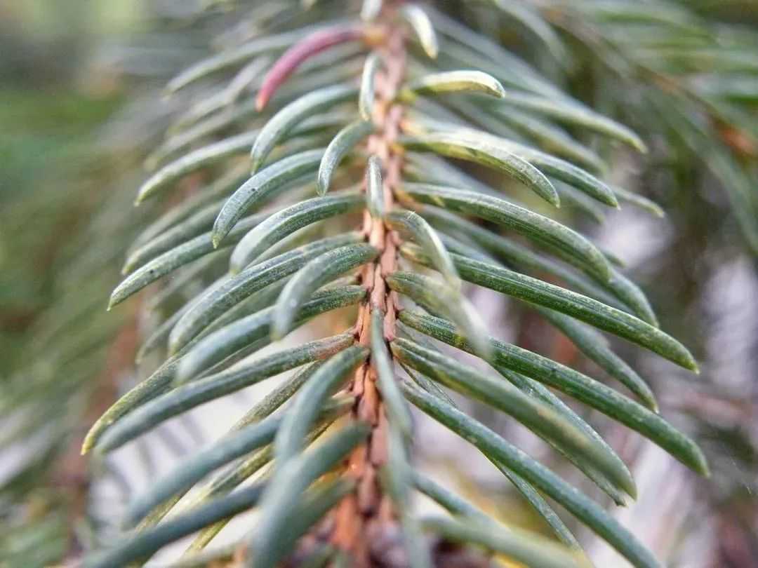 4cf1297ae76b75be337132af4810d316e1578a43 ,這時候摸起來就十分扎手了