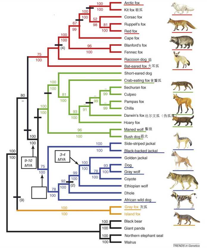 66cea8deb715e0b0c64ed24102e5030f9585e90e 犬科的系統發生樹
