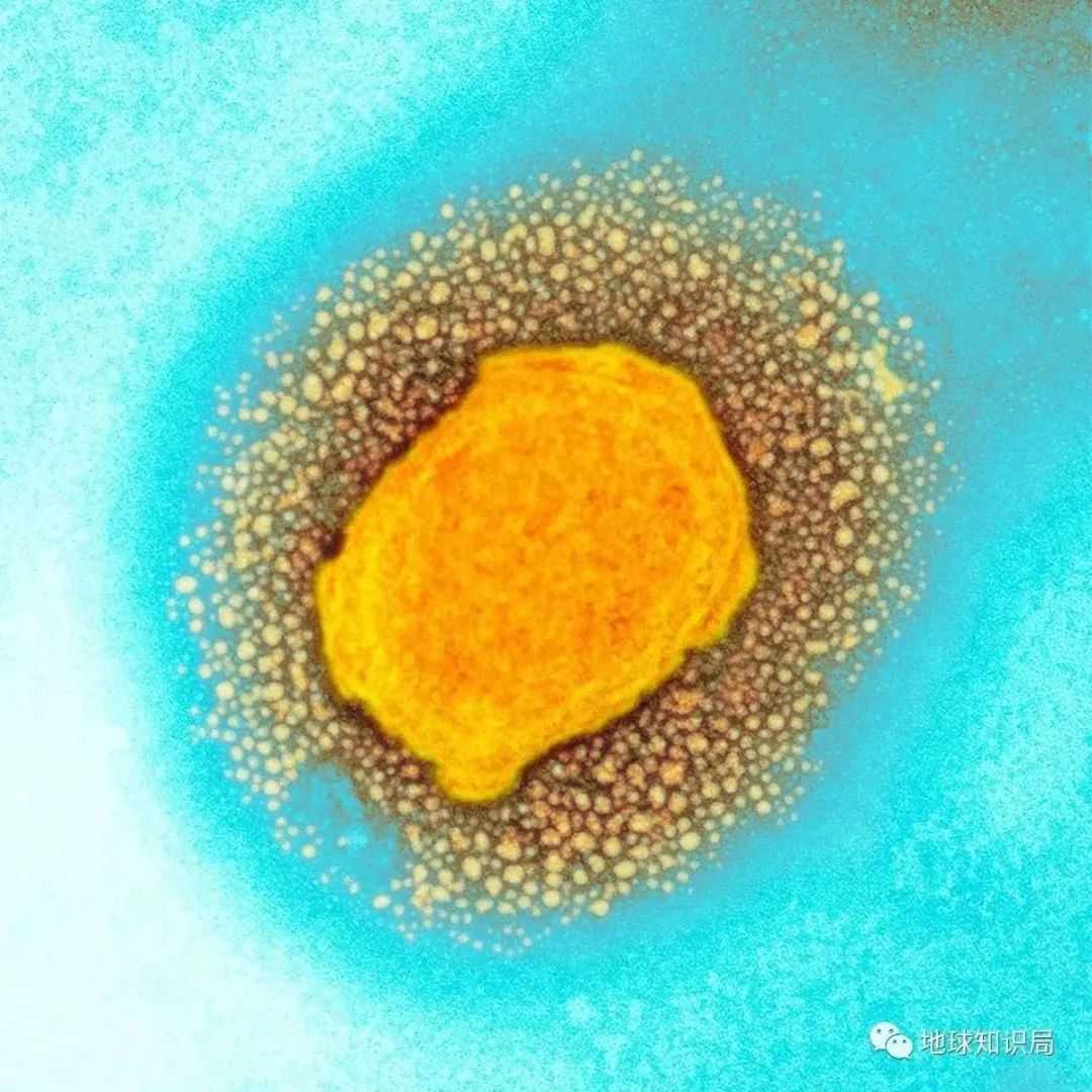 7c07a2bb7e14b0c94fd240cd0c794d995c974b95 (圖:UK Health Security Agency)