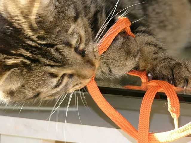 86c3bb204dfaa226dec0bc9788bb9a1dfe5ee881