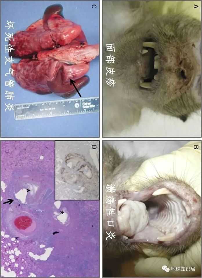 9b5321f543e57e1a65fff30dc53ce31604934639 ,圖:researchgate.net)