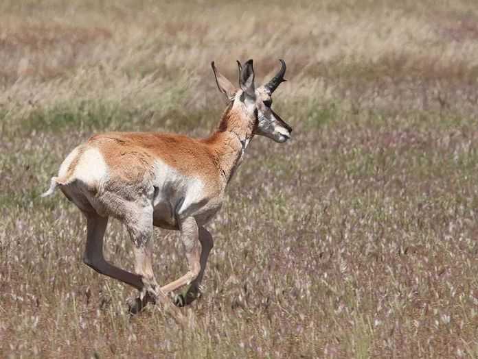 b3ef94c5dc9258183a7b8bd47cc0653a538e3fe7 ,為什麼叉角羚要瘋狂地在跑速上加點呢?