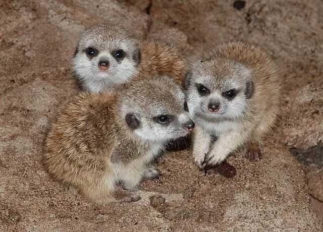 bb713c0d88ba2669a4f637f7391ce97398fc71e8