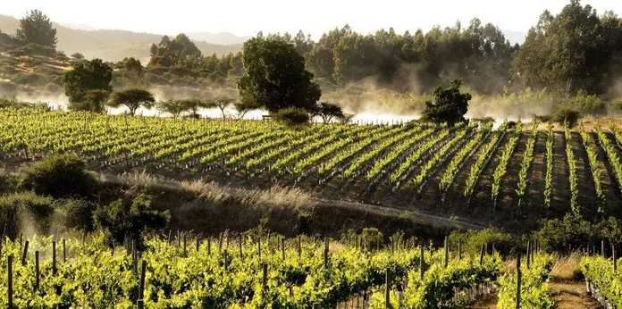 智利的地中海農業區，和巴勒斯坦十分類似