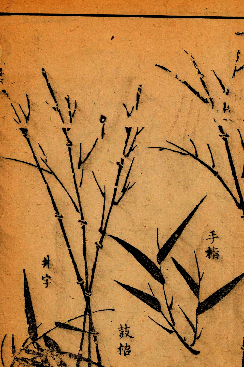 p1706550246_972type_jpeg_size_960_67_end