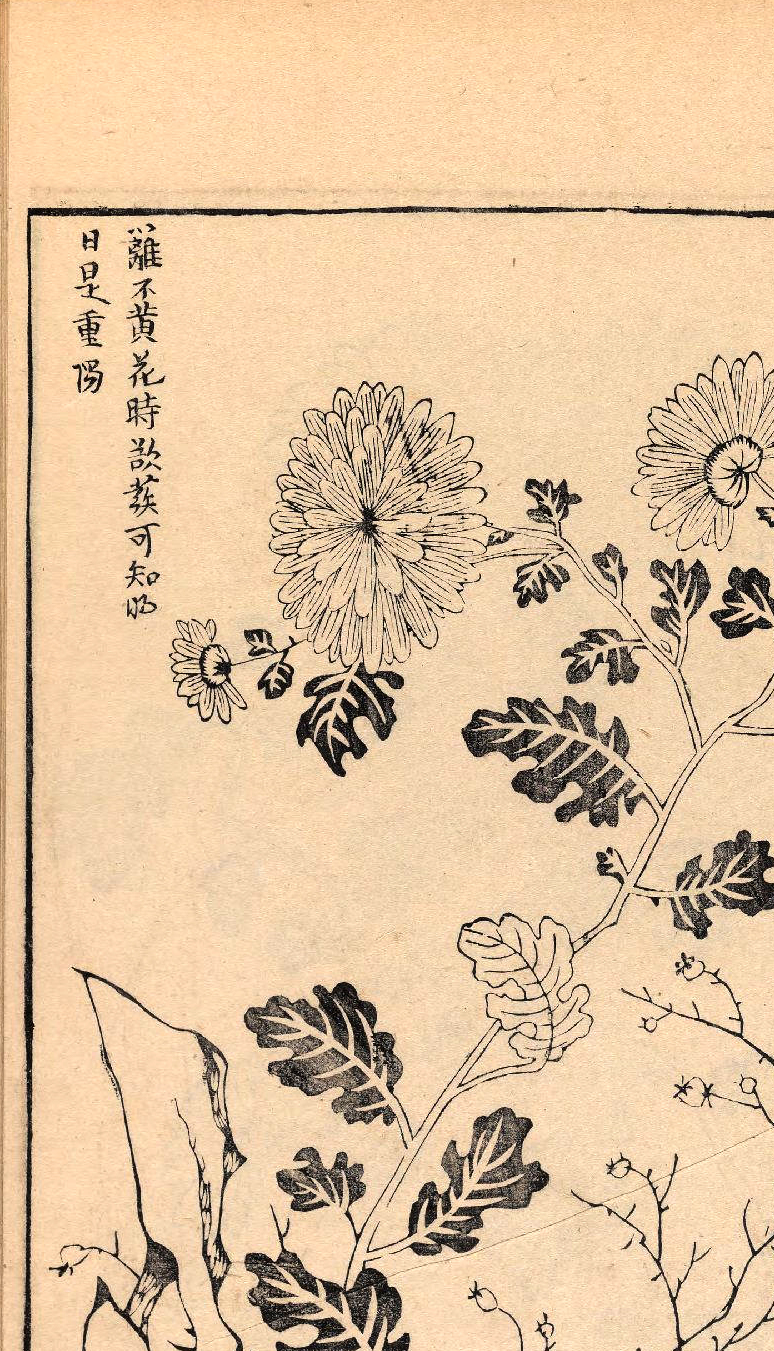 p1706550378_369type_jpeg_size_774_56_end