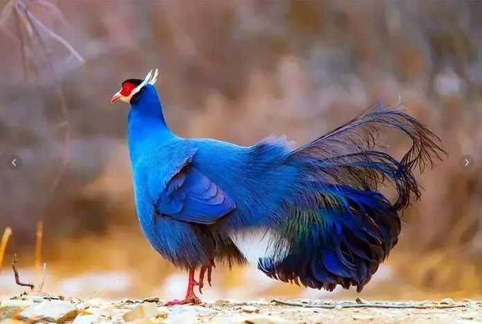 c9d54ec06544bd5b74b7098428de6c0f37e0f013 漂亮的藍馬雞(圖源:祁連林草網)