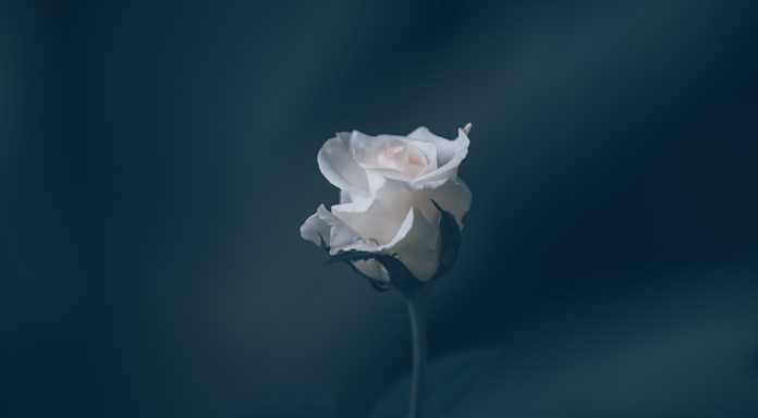 fdf158dc3a7af4a62fcd41ddc04d12fc58330783 03