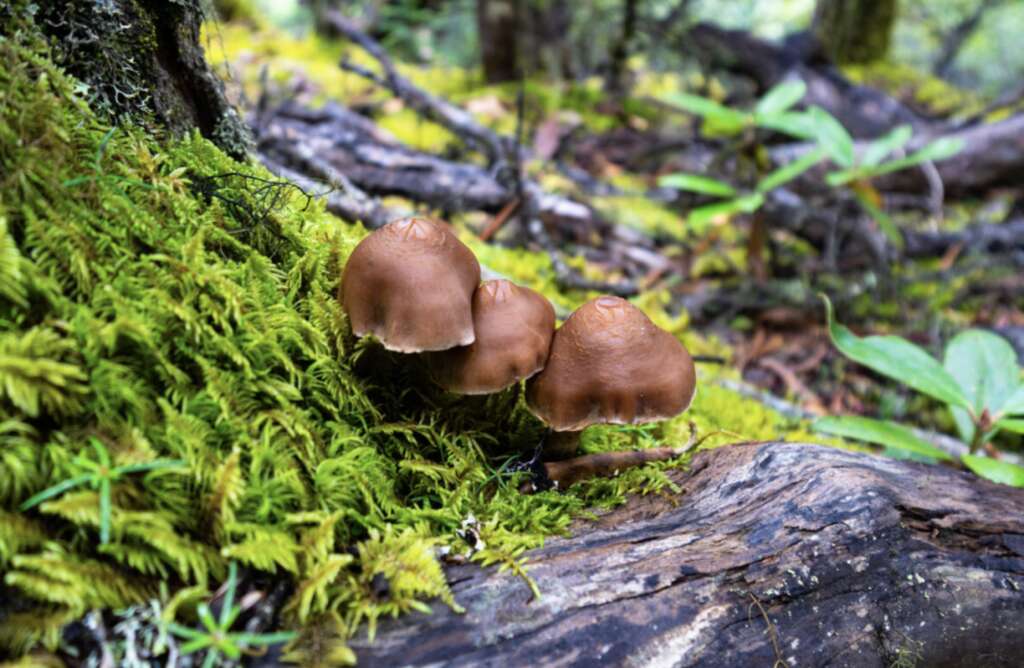 p1706728546_819type_jpeg_size_1080_153_end