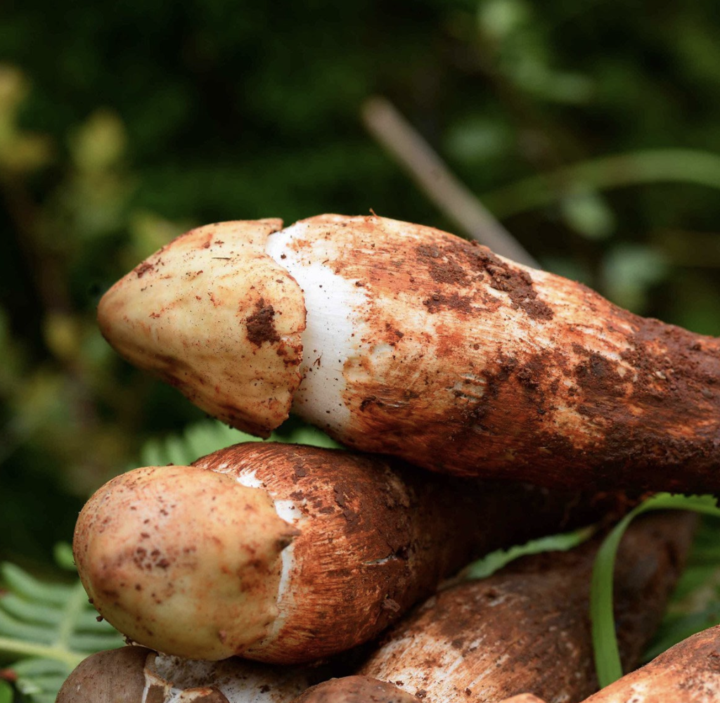 p1706728547_571type_jpeg_size_1024_102_end