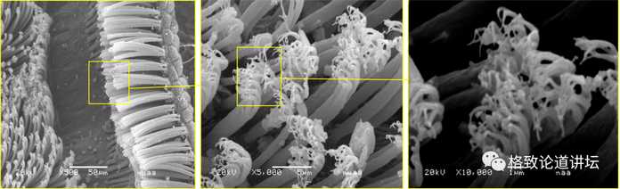 091192950c4de46f74aa21b232605ce8493084a1 壁虎腳上的結構到底是什麼樣子?