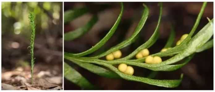 a7419176535402dbbdfc0441cdedd7d63e236778 這種打破紀錄的物種(