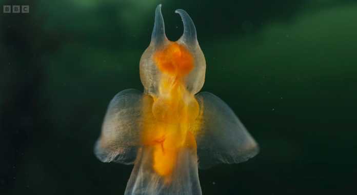 不過，看起來人畜無害的它可有兩副面孔