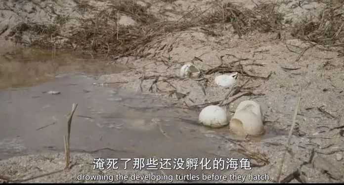 而且，海龜孵化的性別與氣溫有關