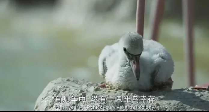 有幾年間，一隻雛鳥都未倖存…