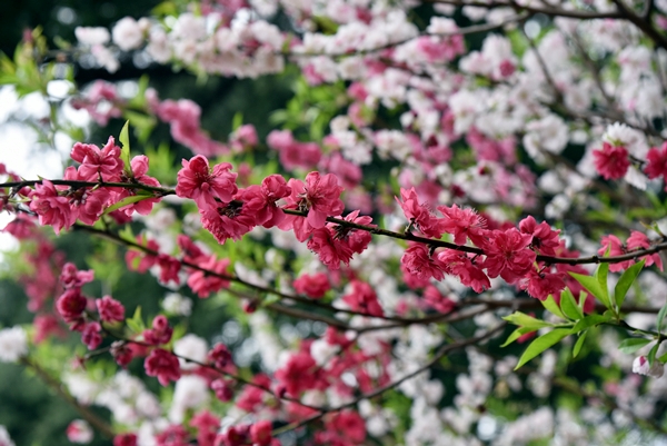 227d4ce37048dxepvebp