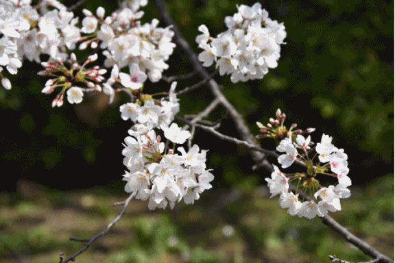 6a5c840a4874ebopp3gn